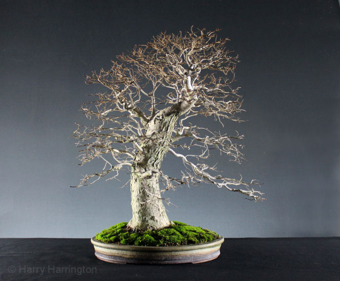 elm bonsai